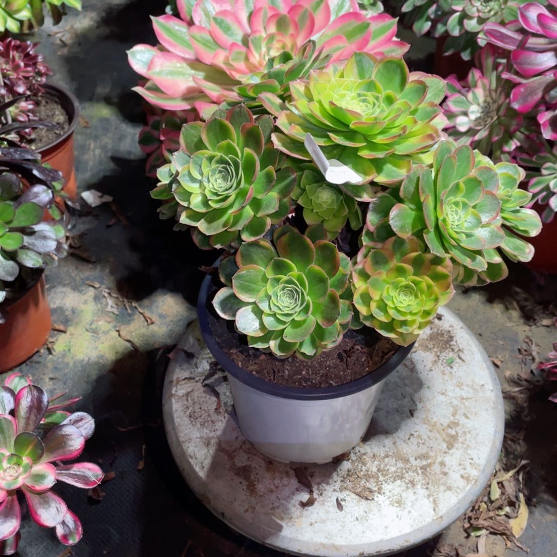 多肉植物奶白530