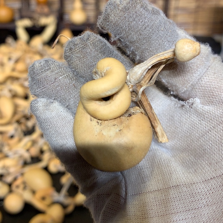 梨等经济林食物等食物等