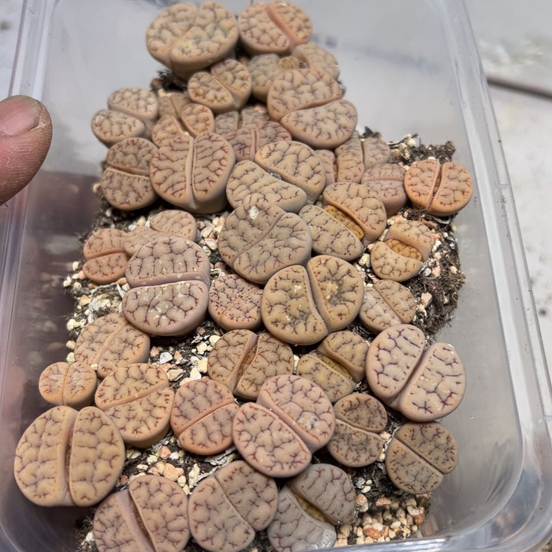 【闪购商品】 1077。        