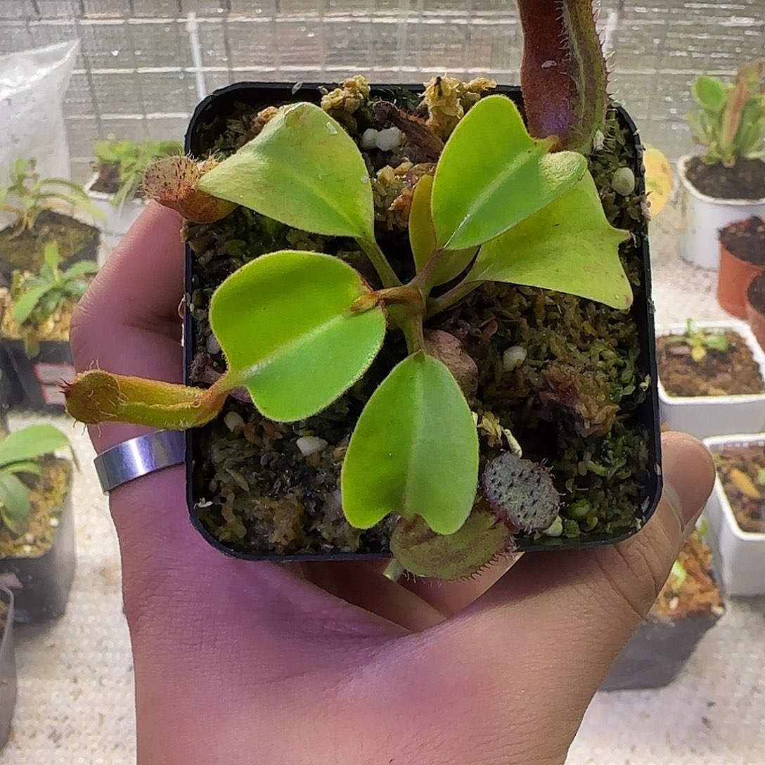 无花朵专拍云雾猪笼草