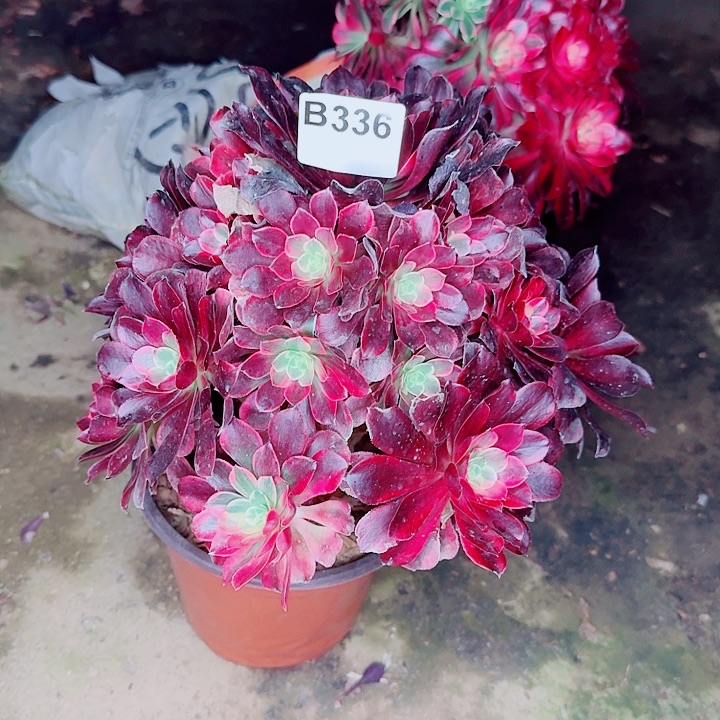 老庄金丝雀3361颗包邮