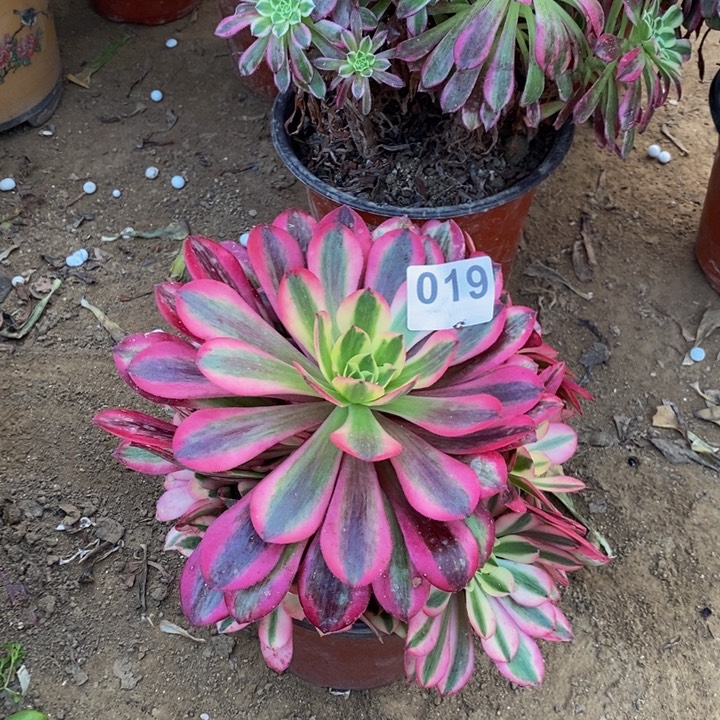 01 9美杜莎手捧新桩