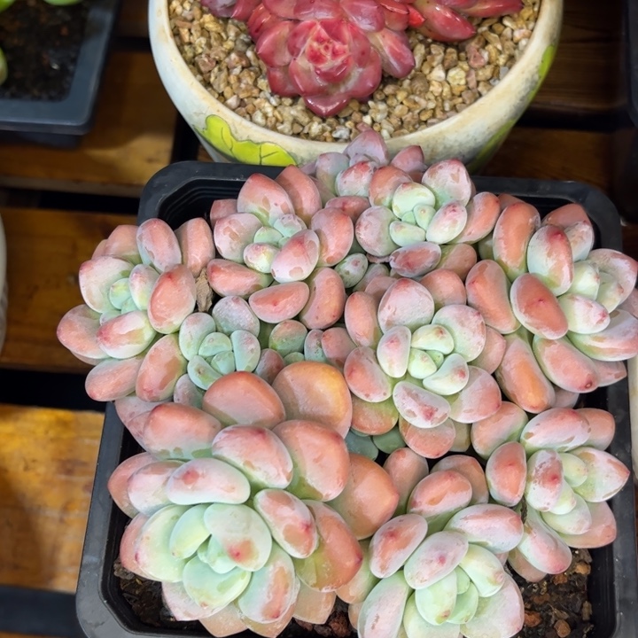 一物一拍，红洛神多肉。