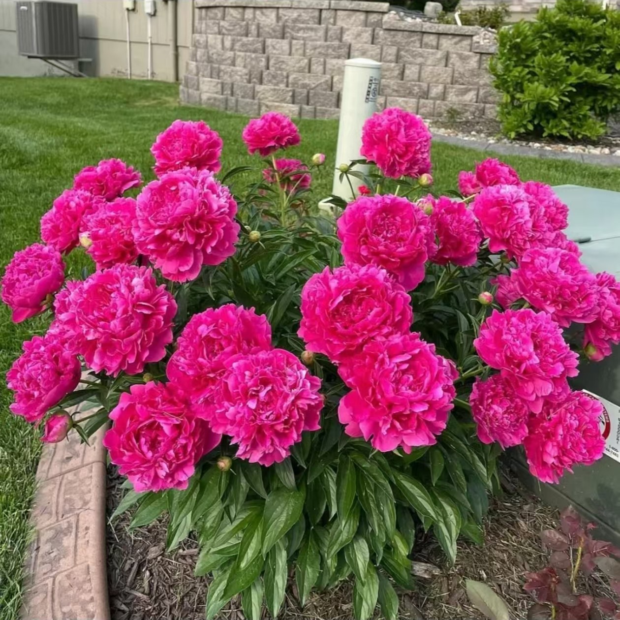 （带盆栽种好发货）正宗重瓣芍药花根块浓香型耐寒室内外盆栽地栽