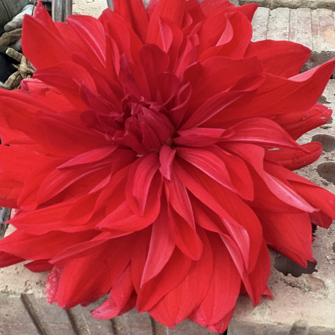 【火焰】大花型大丽花