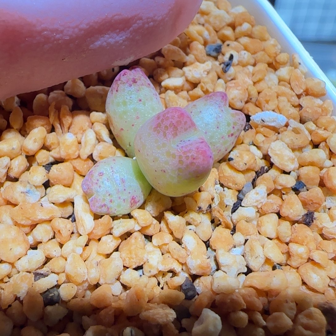 肉锥多肉植物百科-草莓斑马1211