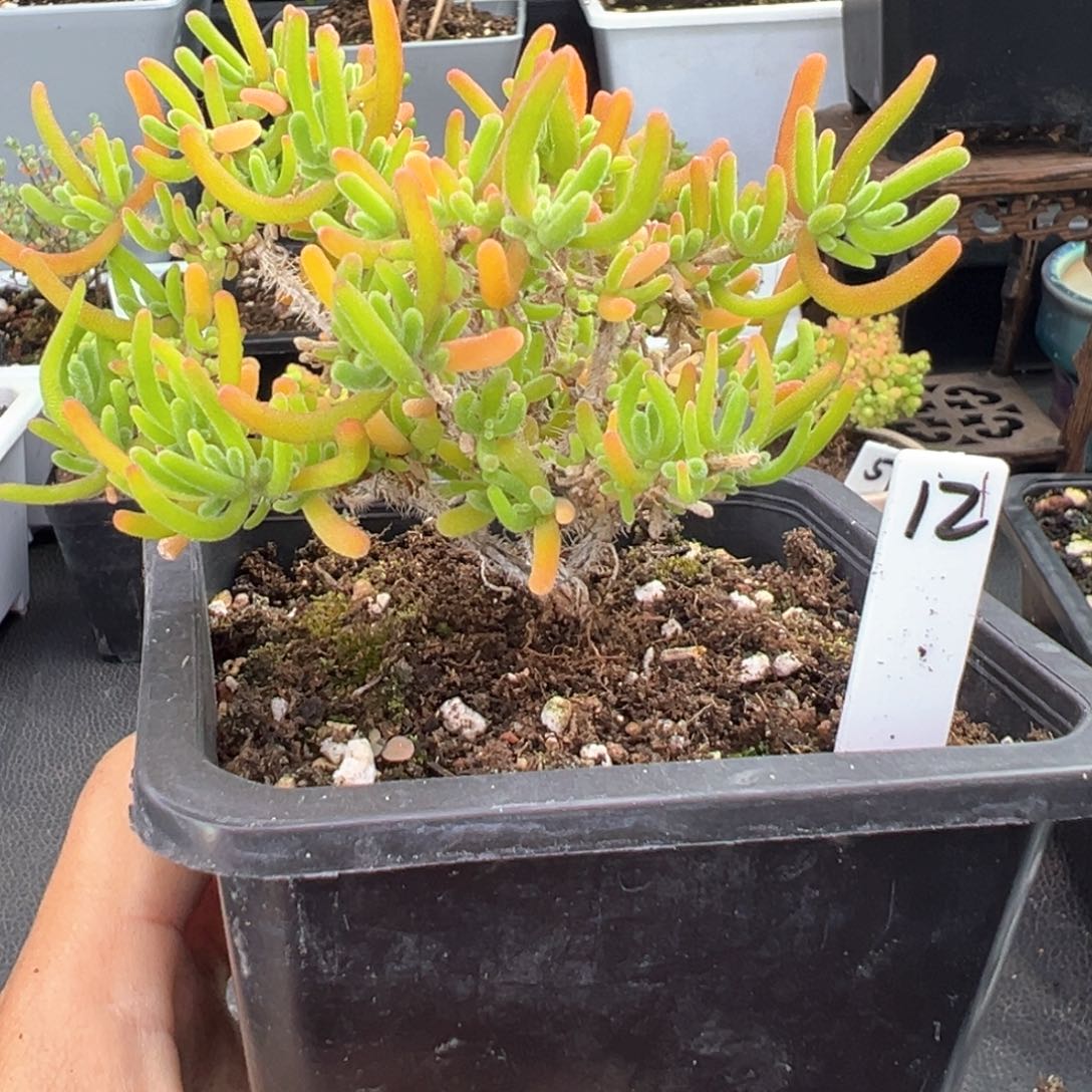 老桩造型根荧光兔12号