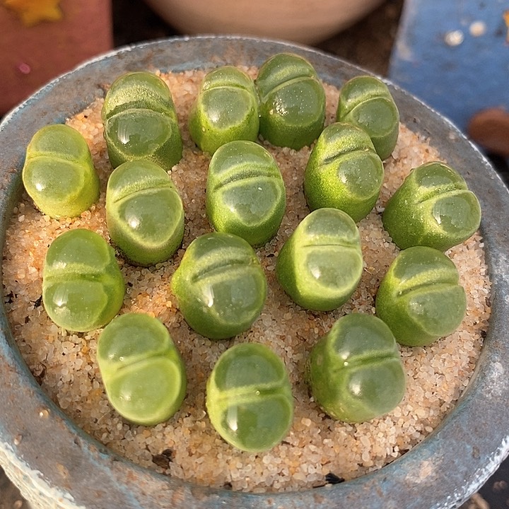 极窗风铃一颗   pub1802