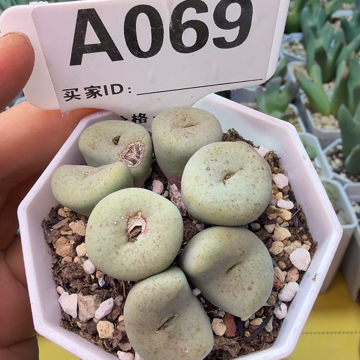 069。满38包邮肉锥