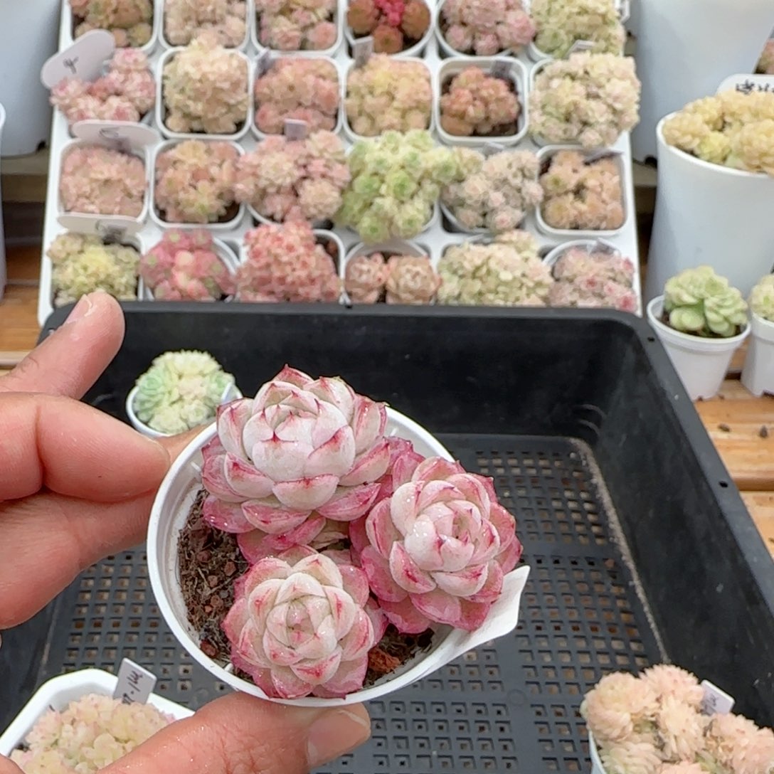 【闪购商品】0207-2女王