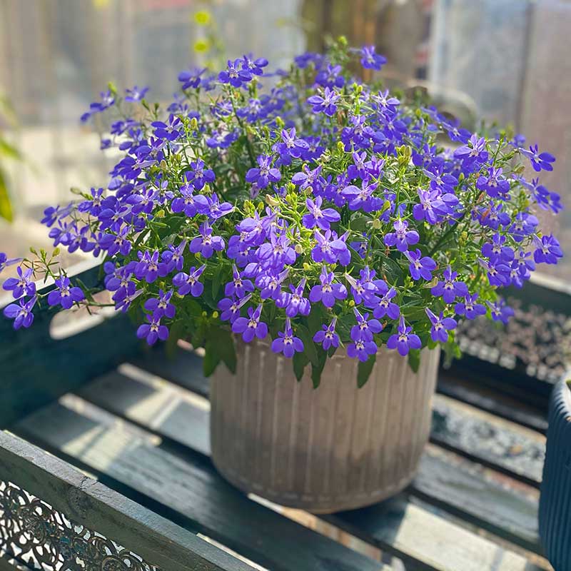 六倍利翠蝶花(花期长 开花机器)阳台庭院开花植物星花怒放