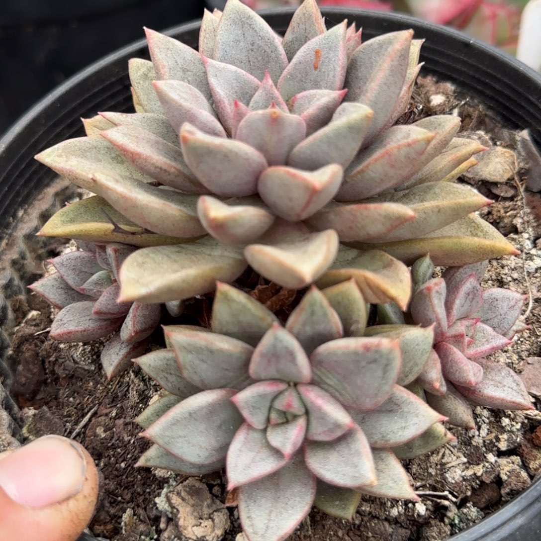 琅琊一物一拍包装收缩花