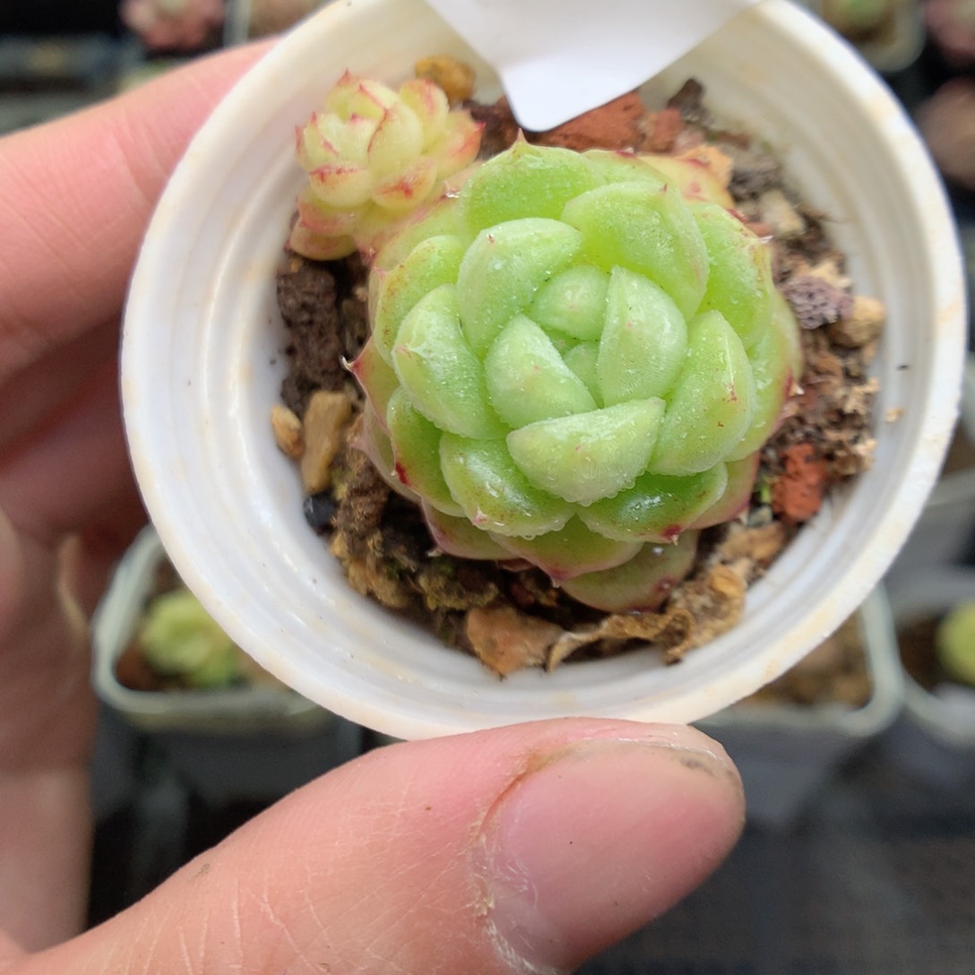 Q31y y y y y y y y y