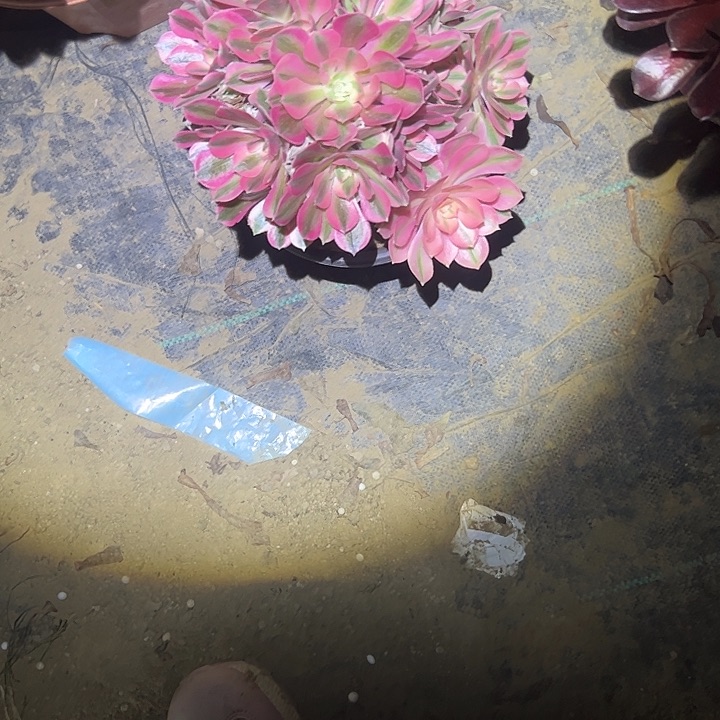 法师一物一拍不售后84