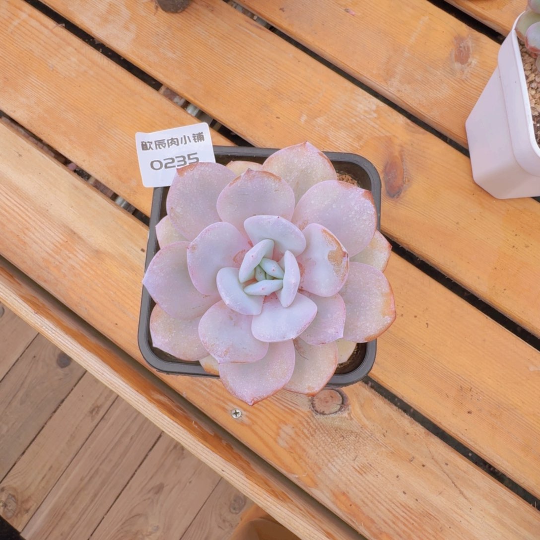 佳****多肉植物奶茶0235