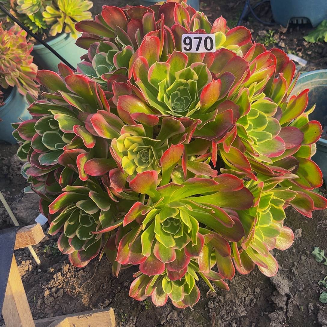 法师法师15–3包邮法师