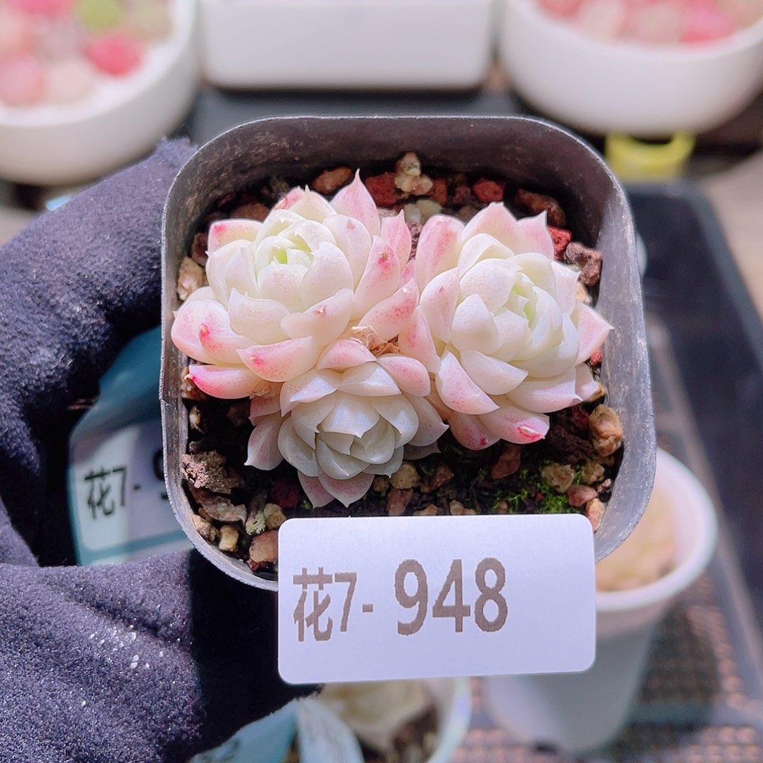 花利美7-948白月影