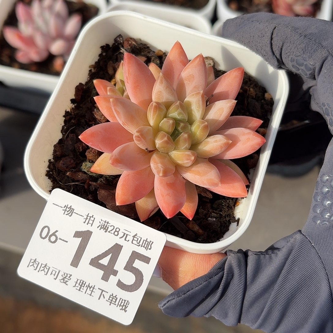 陨石无盆土发货无盆