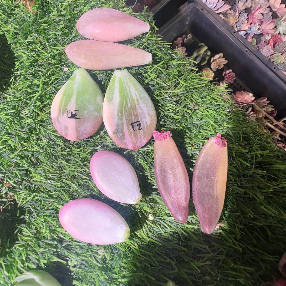 。***。多肉植物多肉植物