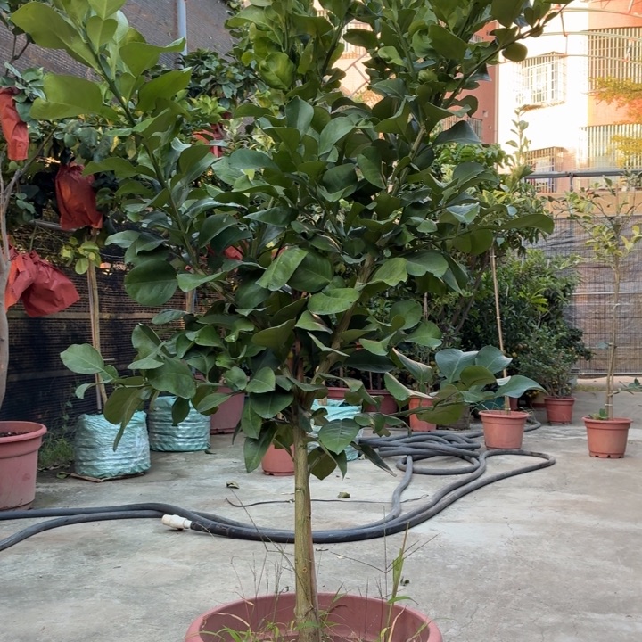 《***庭完全开放一物一拍