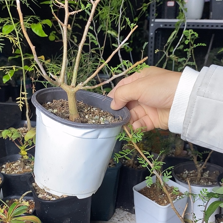 福***滴羽叶裂揽带盆土发货