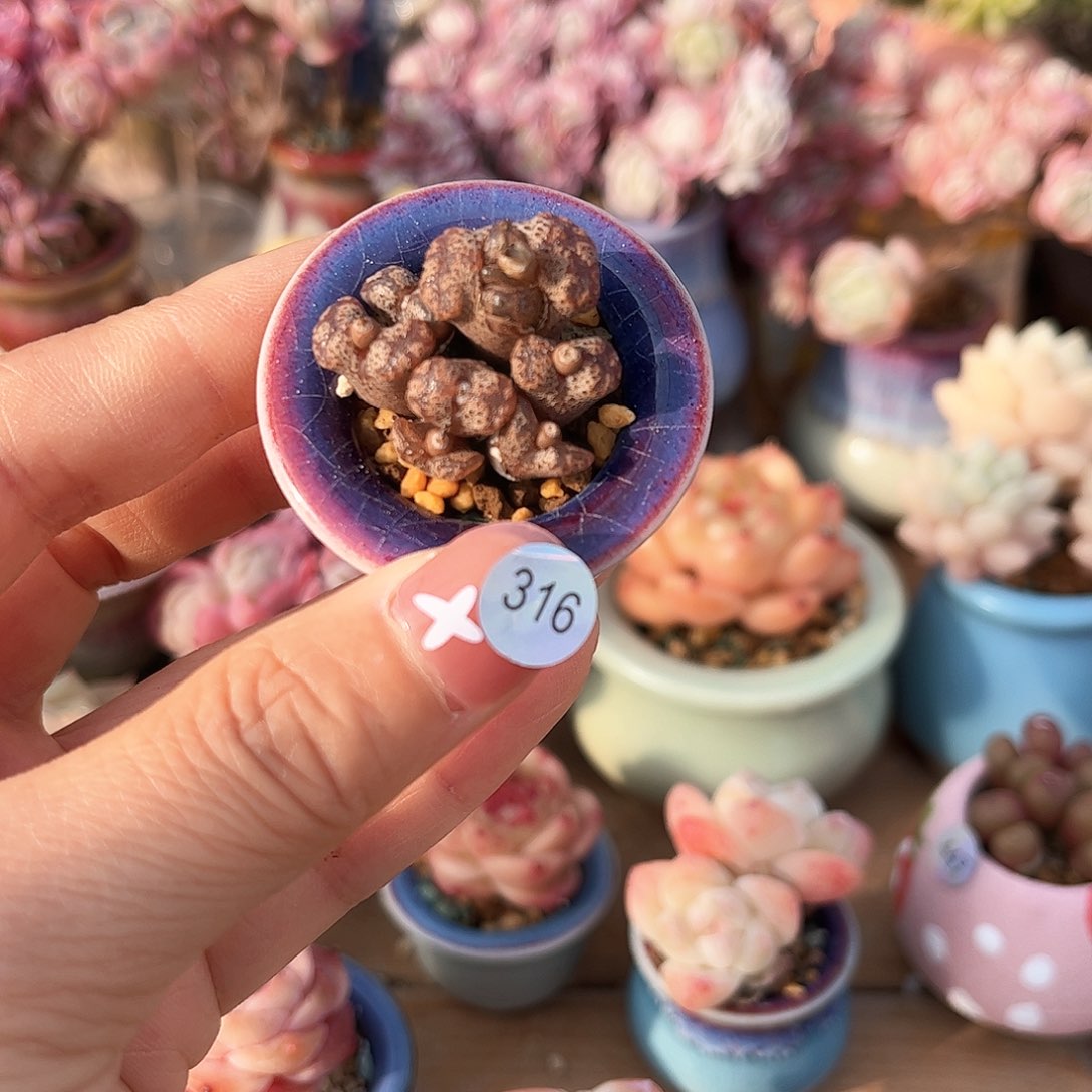 316 多肉含盆土30元包邮除偏远