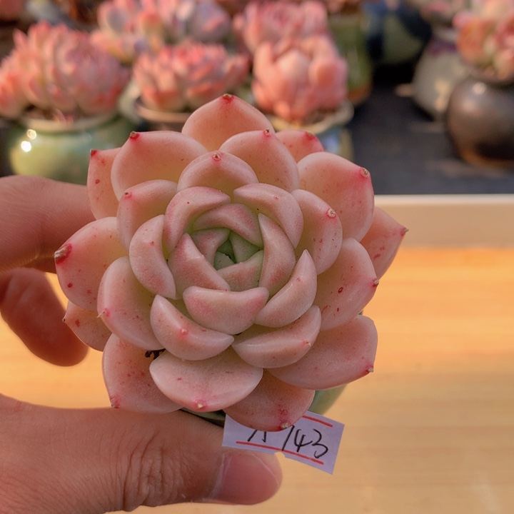 一物一拍满38包邮 A743