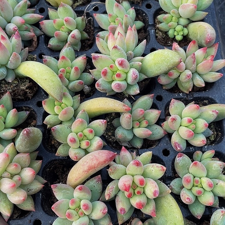 小岩字1.5带土发货