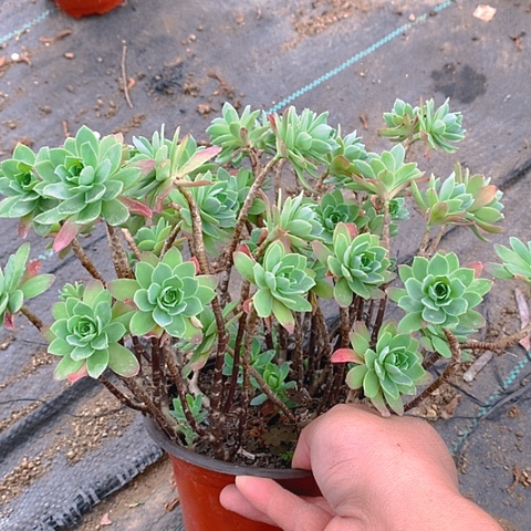 206薄化妆多肉植物