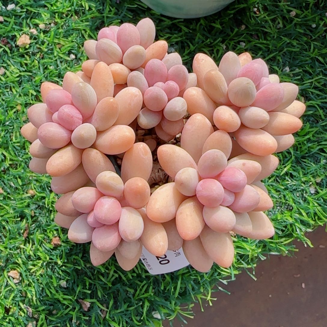 粉恋，2720多肉植物