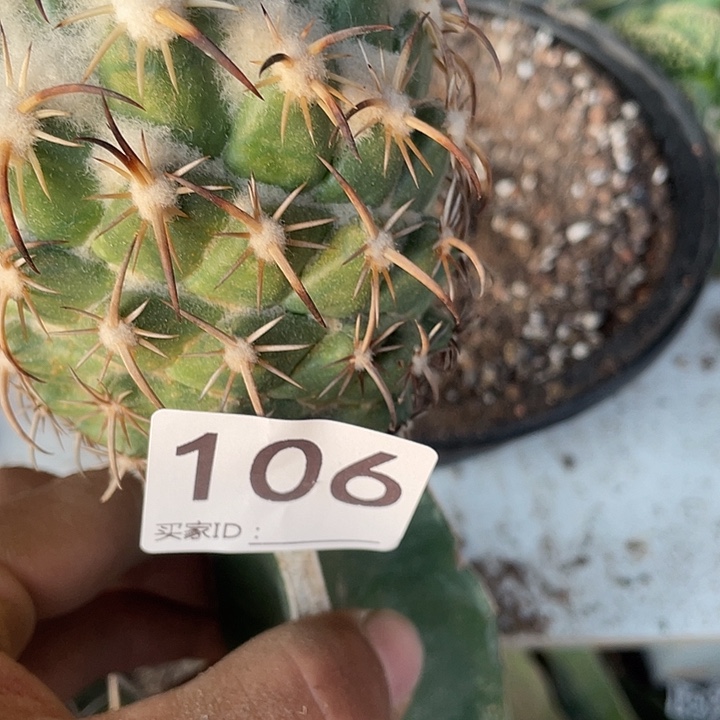 钢钉黑刺106号仙人球