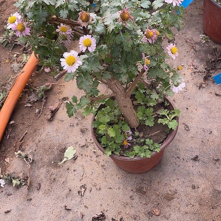 微***笑50菊花菊花计划经济