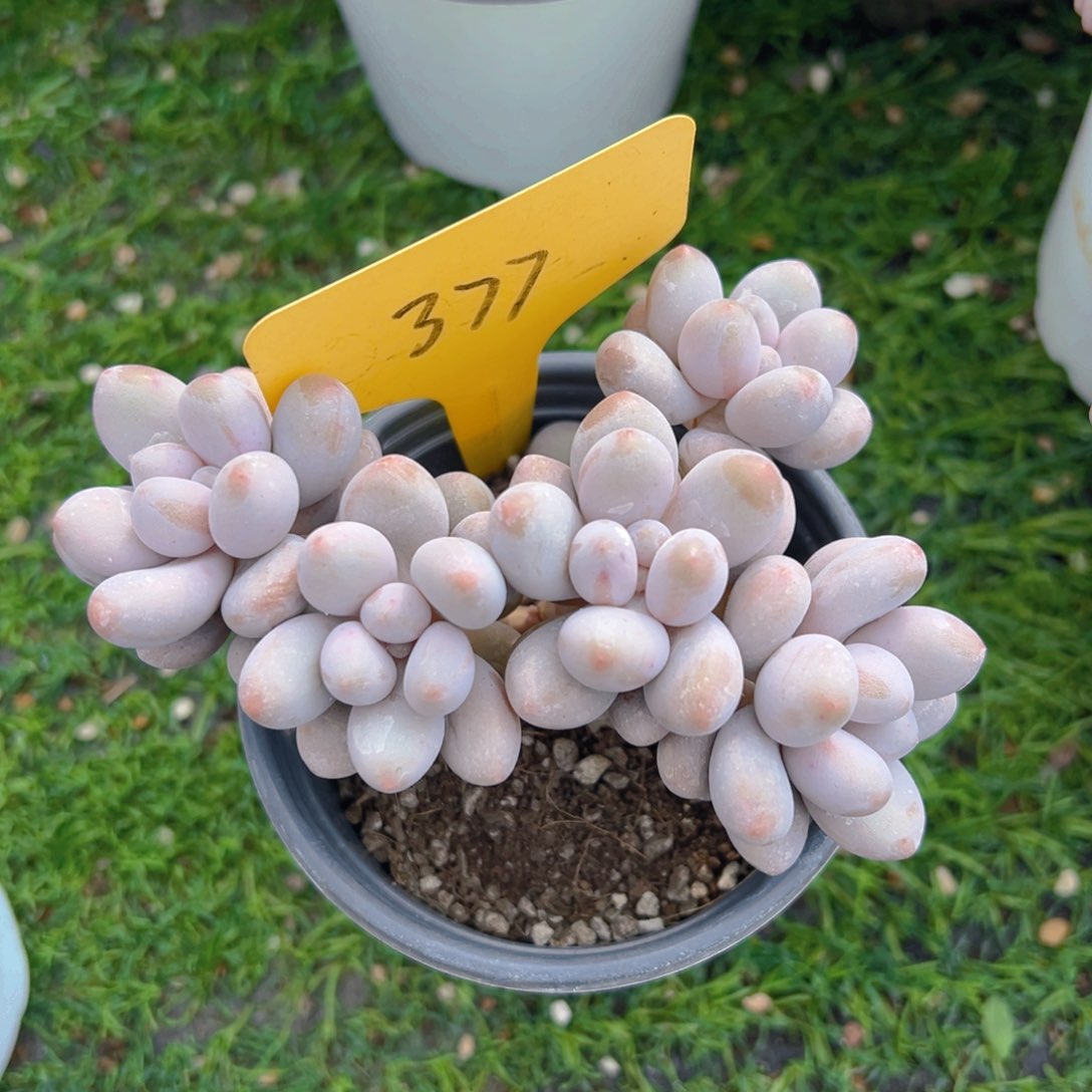 福利来啦打榜啦打