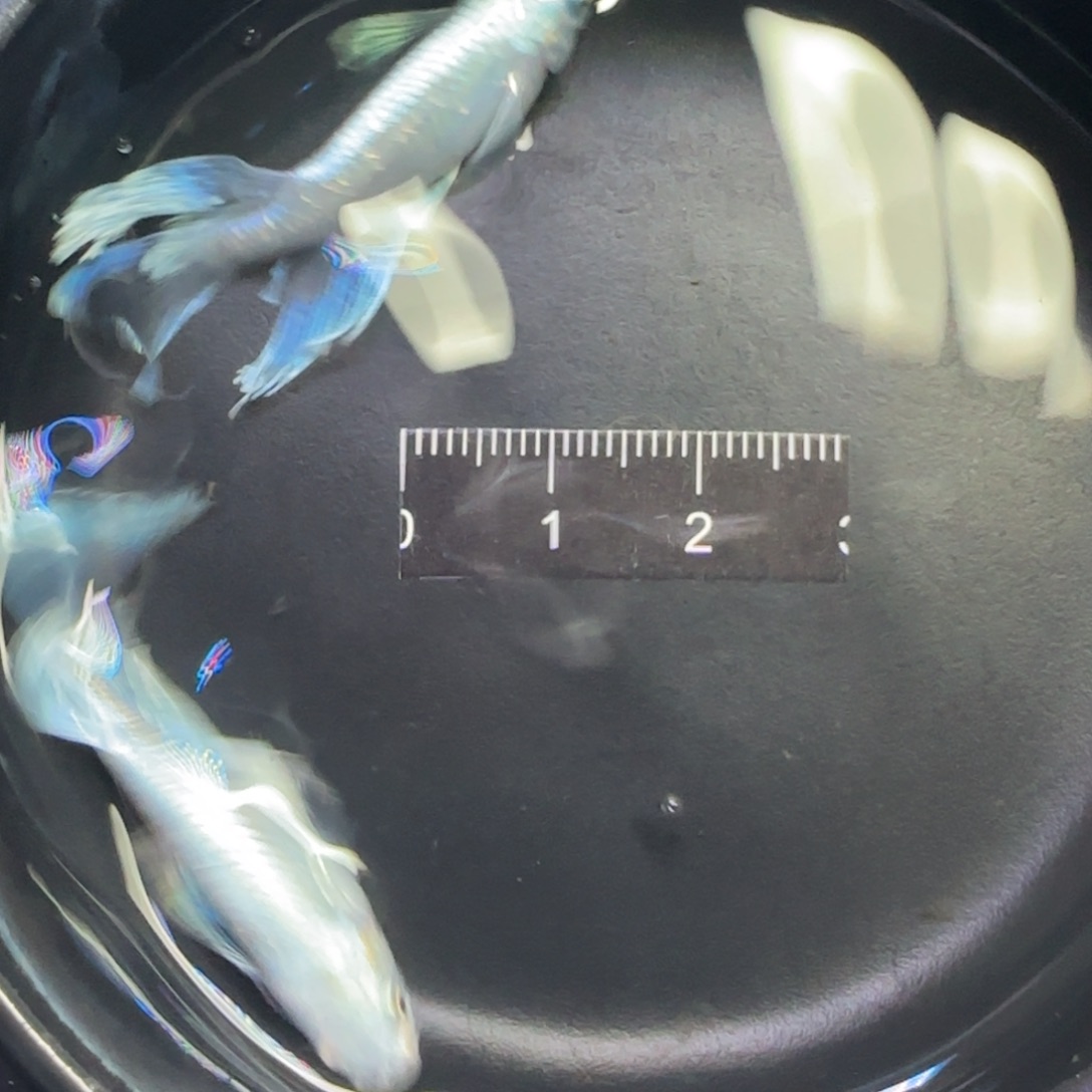 青鳉鱼观背青鳉鱼直播间139