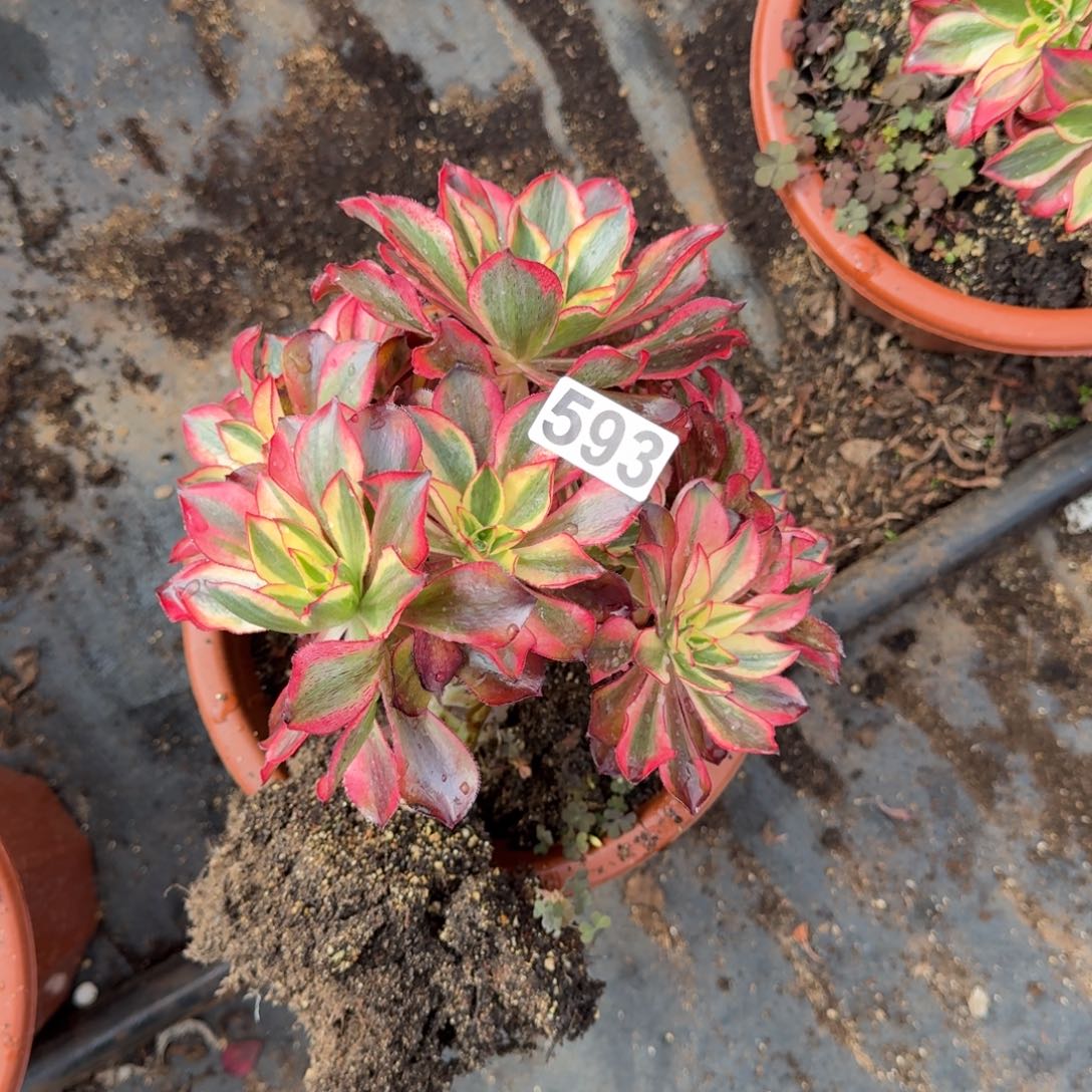 593多肉植物魅影多肉