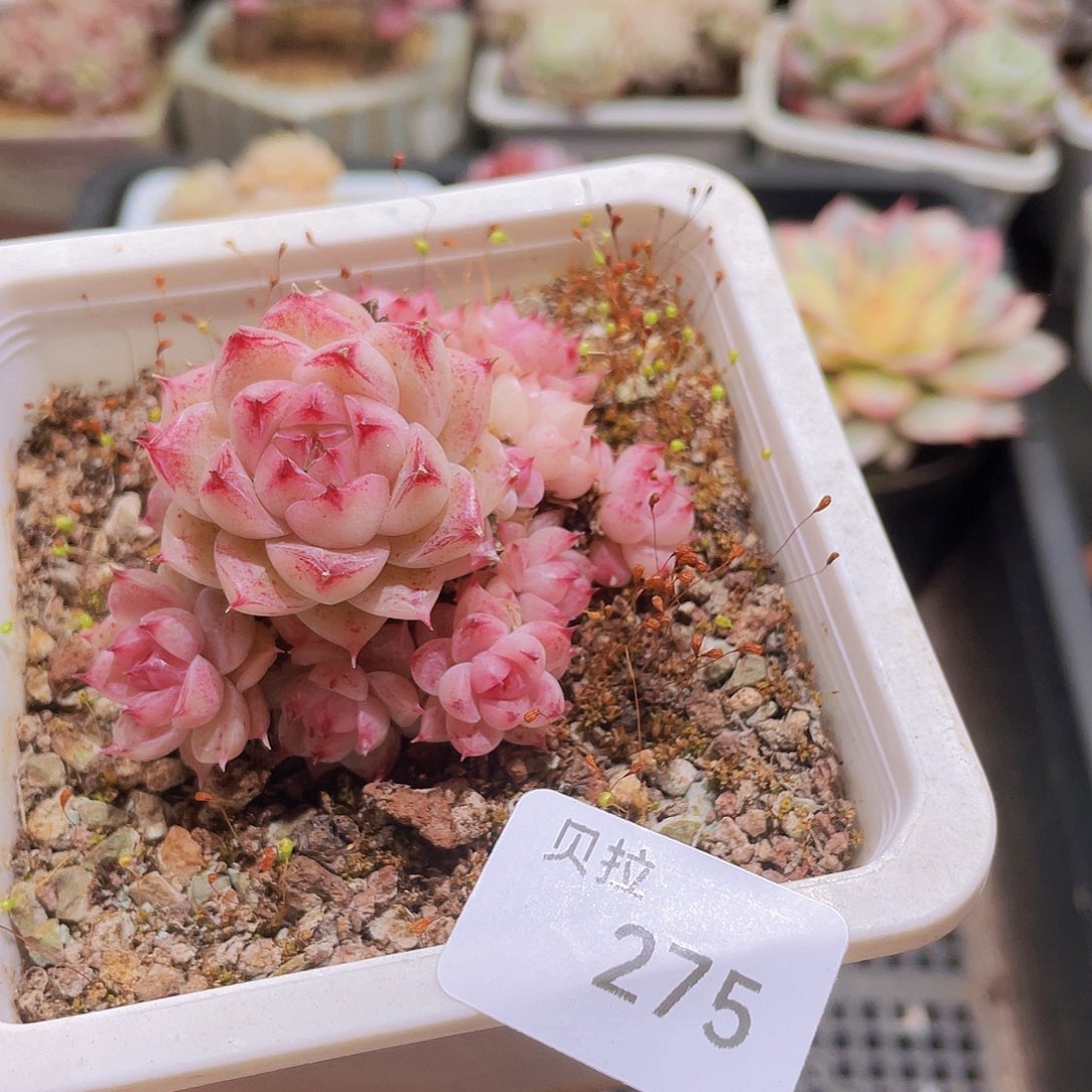 275 精品多肉一物一拍