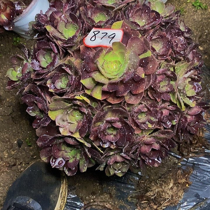 万黑牡丹老桩879号