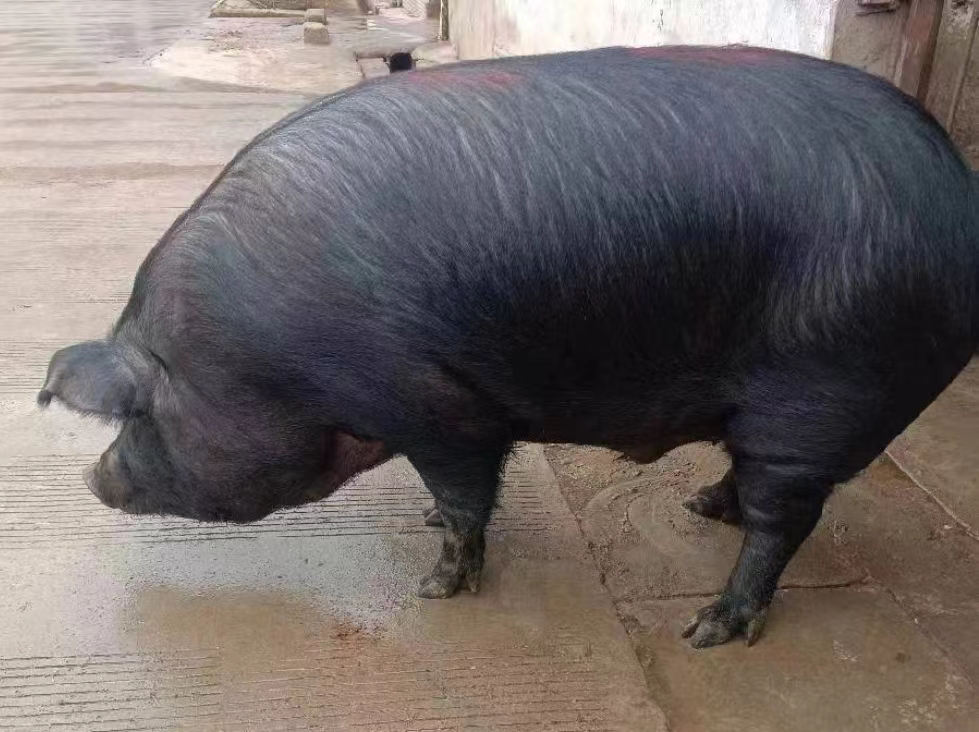 云南老品种熟食黑土猪改价链接