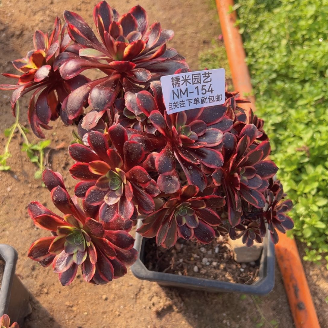 欧嘉莉朵缀多肉植物154