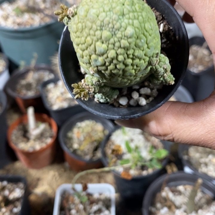 大***哥凝提玉带喷涂发货