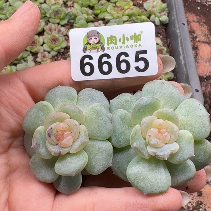 多肉植物多肉植物