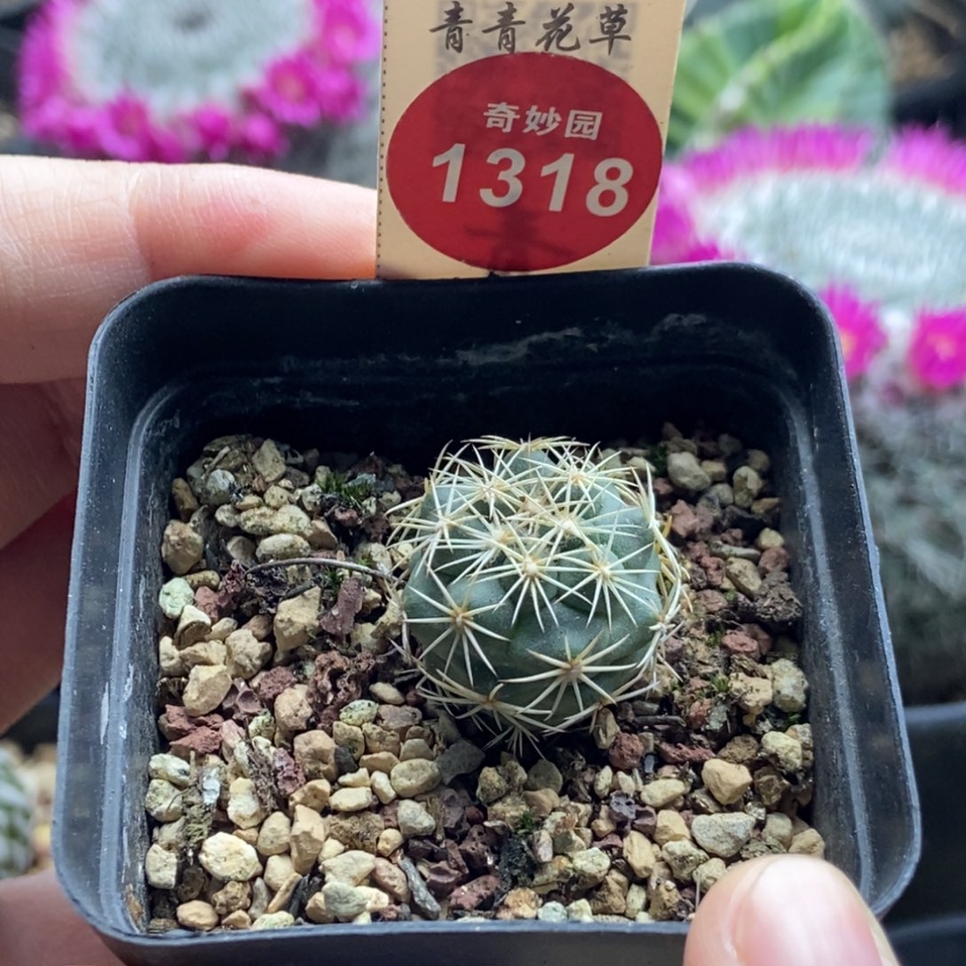 实生顶花凤舞2cm一棵