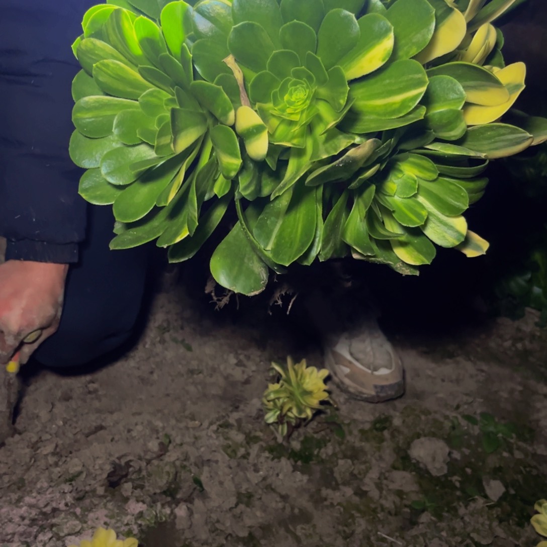 447多肉植物一物一拍