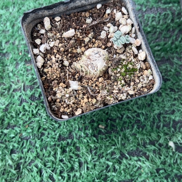 冰晶海带，一物一拍，带盆