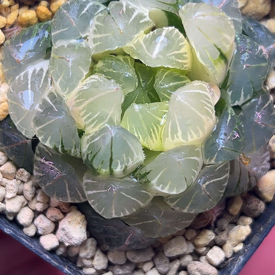 可***通糊斑龙鳞锦十二卷多肉