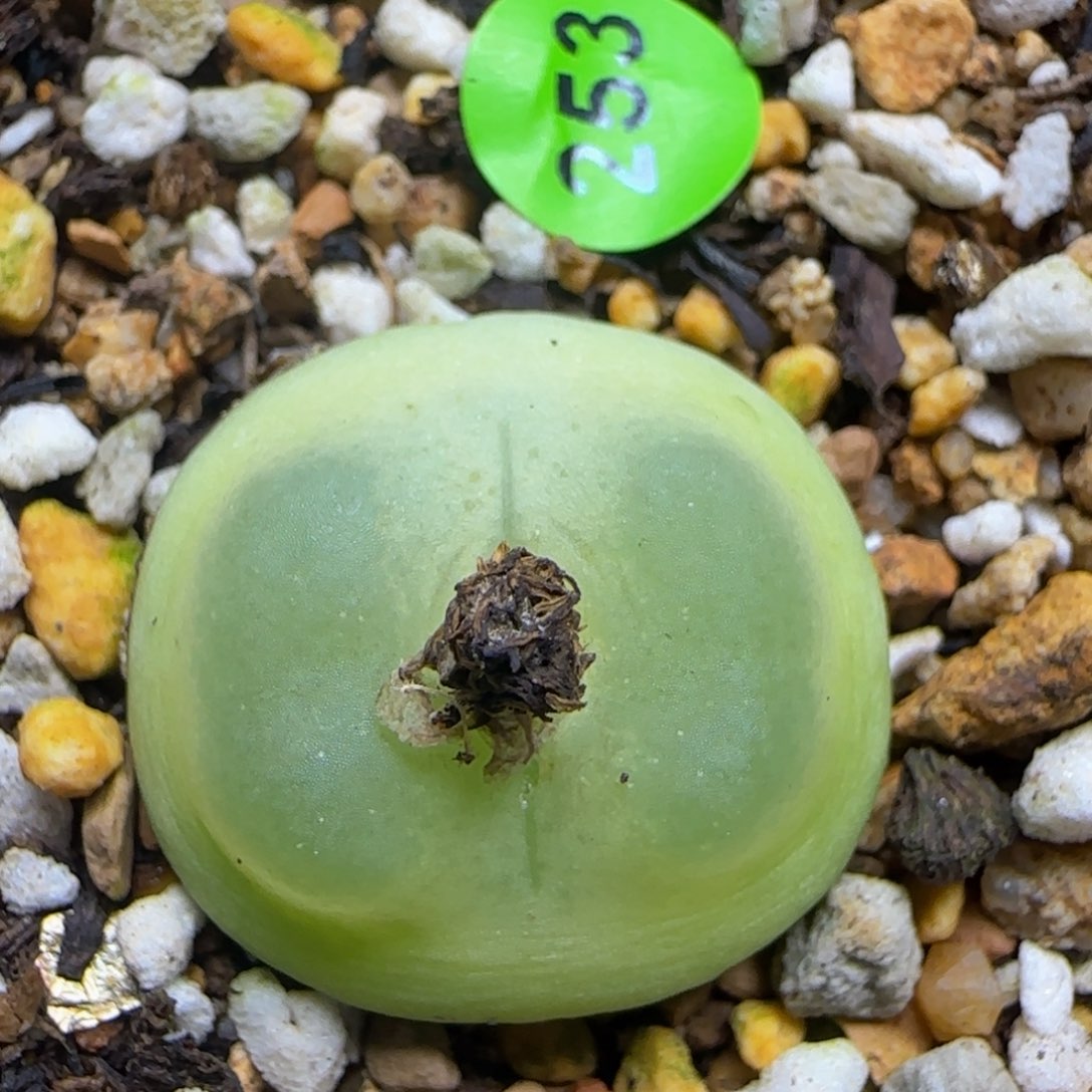 拉登2.3+多肉植物253