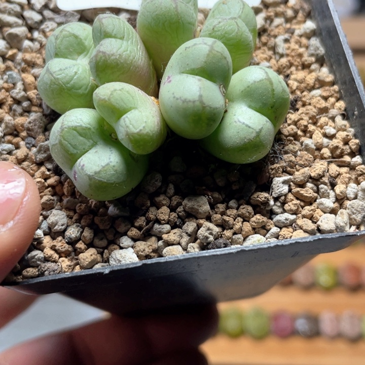 佳人园艺上福利啦猴脸347