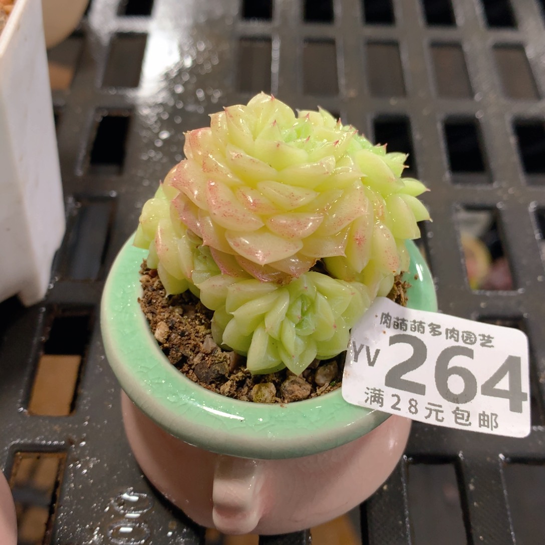 肉萌萌拇指盆精控多肉YV264