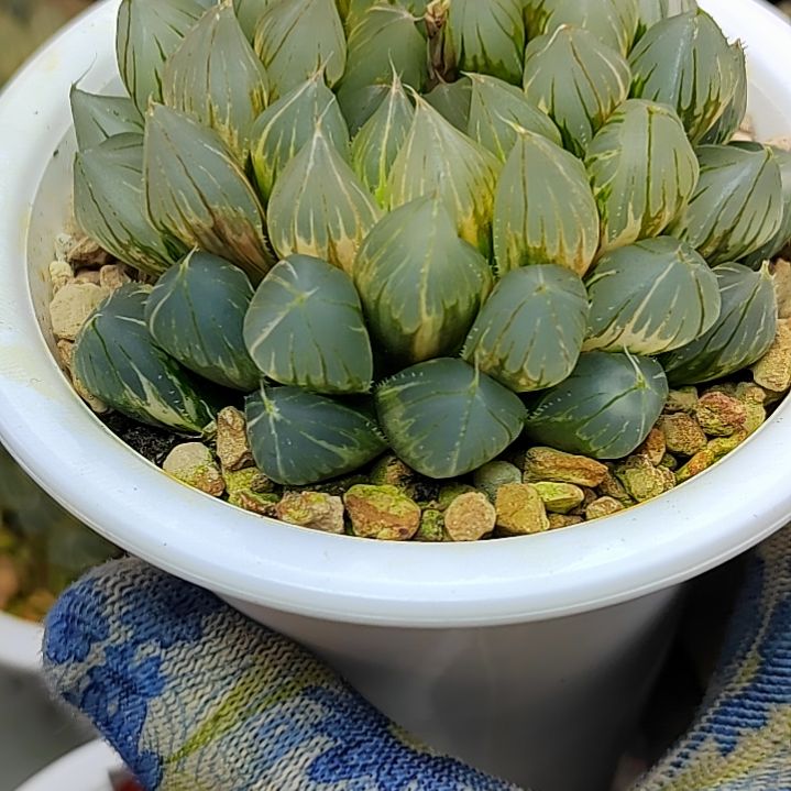 479号大型霓虹灯玉露锦 8厘米左右一物一拍带盆