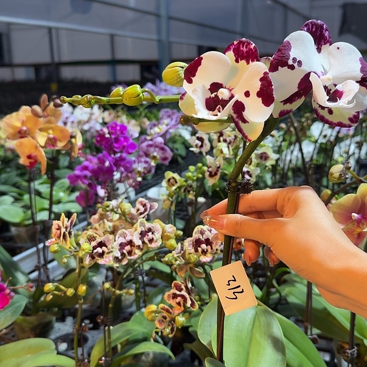 ℒ***࿐大部分开放少量花苞313
